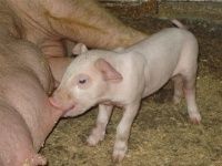 Кормление лактирующих свиноматок